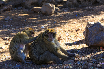 Barbary macaque couple sitting on the ground