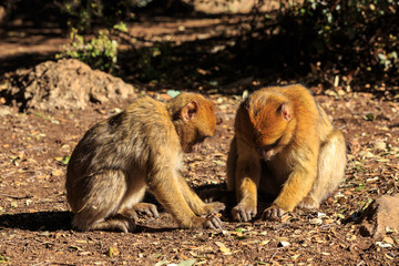 Barbary macaque couple sitting on the ground