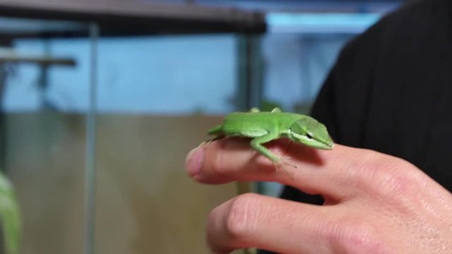 Takydromus Images Browse 270 Stock Photos, Vectors, and Video Adobe