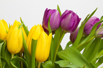 Tulpen