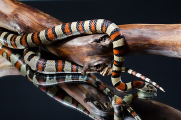 Milk snake on the branch, mirror