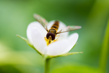 Schwebfliege saugt Nektar von Erdbeerblüte