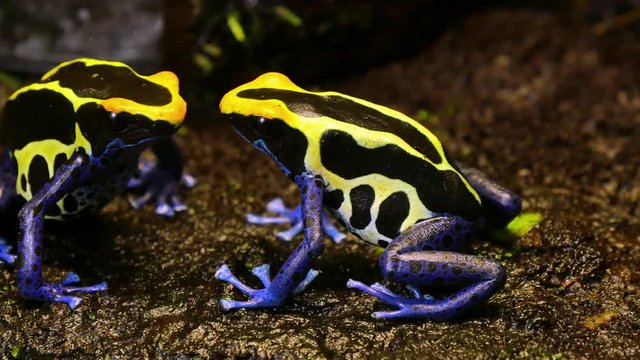 Blue and Yellow Poison Dart Frog Couple.
These amphibians are known as dart frogs because indigenous people use the frog’s poison for blow darts and arrow poison.  