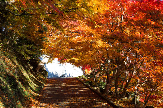 紅葉のトンネル