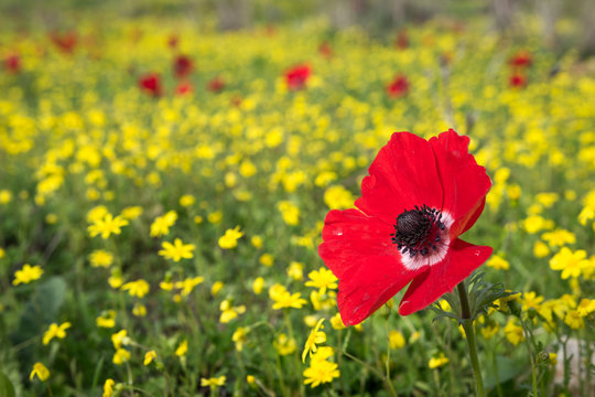 Close up of a single red Poppy Anemone with a yellow flower field in the background