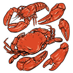 Crab & Lobster hand draw on white background. Claw Crab doodle v