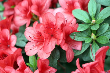 Red coral azalea flowers