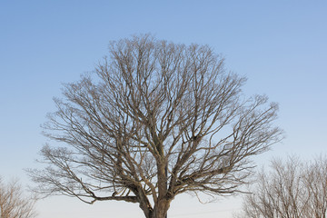 Tree against a winter sky