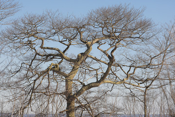 Big Elm Tree  without leaves against a blue winter sky