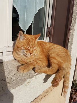 Magnifique chat roux pos&eacute; sur le rebord d'une fen&ecirc;tre