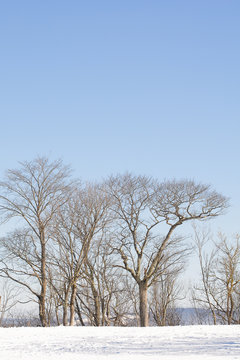 Several elm trees without leaves in winter against a blue sky