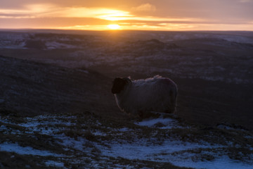 A sheep in the snow on Dartmoor 