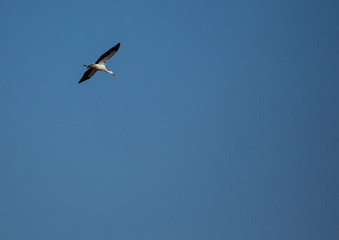 Storks on a field and in the air in spring