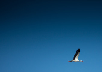 Storks on a field and in the air