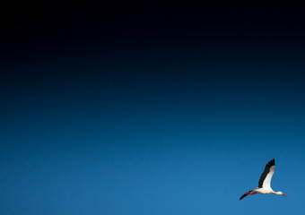 Obraz premium Storks on a field and in the air