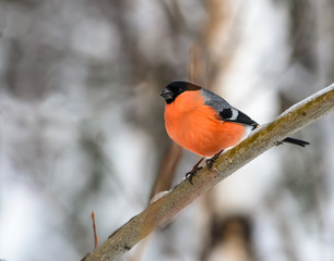 Red bird - bullfinch (gimpel) sitting on a branch covered with ice.