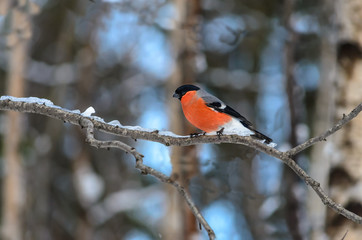 Red bird - Bullfinch (gimpel) sitting on a branch covered with ice in winter forest.