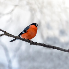 Red bird- Bullfinch sits on a tree branch in the cold winter.