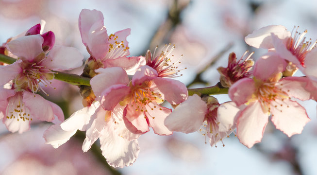 Glückwunsch, Alles Liebe: Duftende, zarte Mandelblüten  vor blauem Frühlingshimmel :)