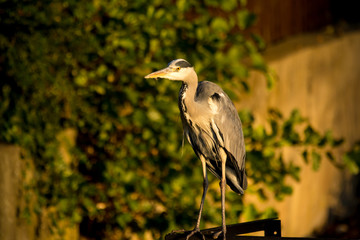 Graureiher im Sonnenuntergang