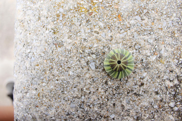 two green sea urchins