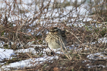 woodlark (Lullula arborea)