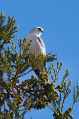 White-tailed kite on a branch, in the wild