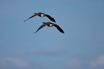 Canada geese flying together, seen in the wild near the San Francisco Bay