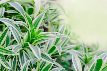 Dracaena Background, The leaves are beautiful detail. 