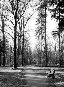 Bench in autumn park. Black and white image.