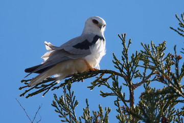 White-tailed kite on a branch, in the wild