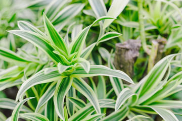 Dracaena Background, The leaves are beautiful detail. 