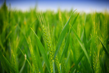 green wheat field