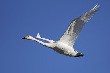 Fototapeta na wymiar Whooper swan (Cygnus cygnus)