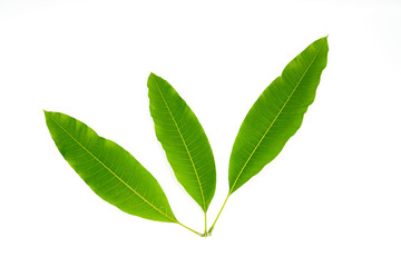 mango leaves  isolated on a white background