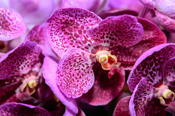 Pink Vanda orchid.