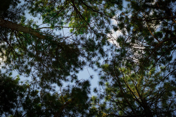 Green leaves
