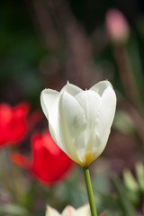 Weiße Tulpe