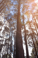 Close up of pine with sunset on pine forest background.