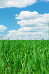 Fototapeta premium Green grass field and blue sky with clouds