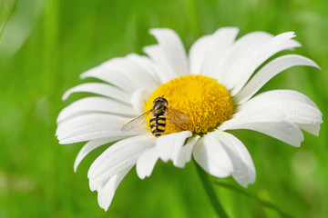 Wasp bee on chamomile flower