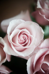 large buds of pink roses in an expensive bouquet. close-up of a bouquet of huge pink roses on a light background