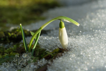 Single snowdrop flower with a ray of sun light and some melting snow next to