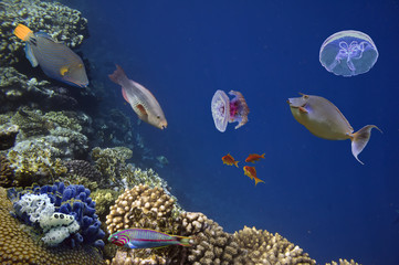 Fototapeta na wymiar Jellyfish, corals and fish on the ocean floor
