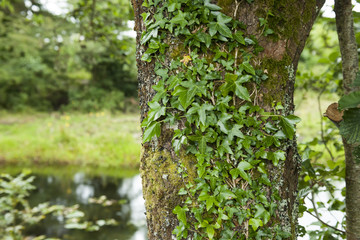 Tree trunk with ivy