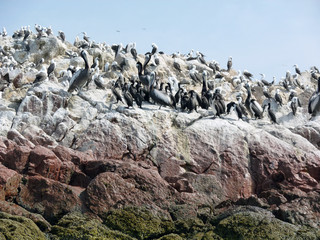 Pelicans and seabirds on rocks of the Ballestas islands