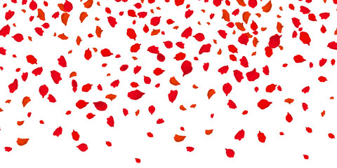 Flowers petals falling on vector transparent background