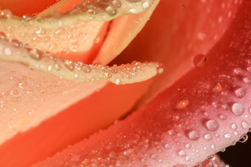 Orange rose petals with water drops - 136831206
