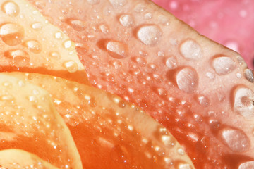Orange rose petals with water drops - 136831660