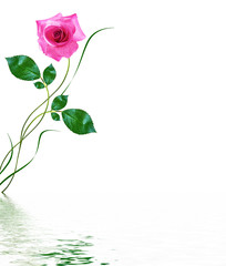 Flower bud roses on a white background